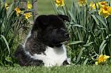 AKITA AMERICAIN 464